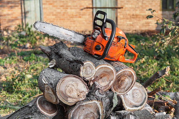 Reliable Spry, PA Tree Service Solutions